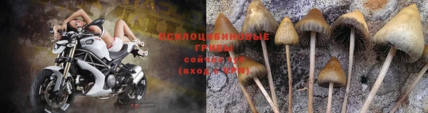 эйфоретик Богданович