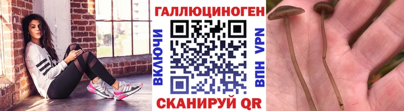 Псилоцибиновые грибы мицелий Боготол